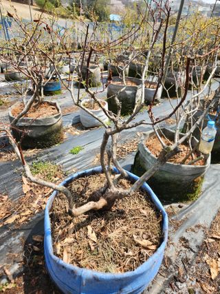 벽창호(죽동농부)님의 블루베리 · 영농일지 작성글 사진