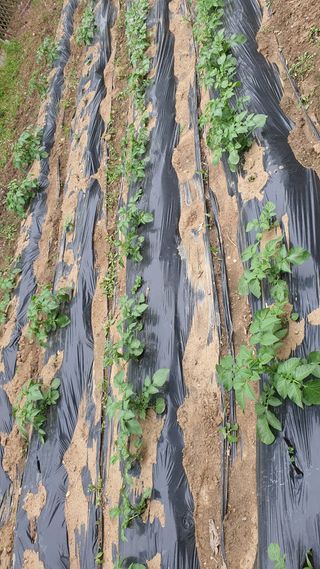 김재량 가을이야.님의 고추 · 영농일지 작성글 사진