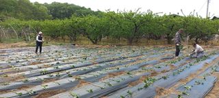 황정희님의 고구마 · 영농일지 작성글 사진