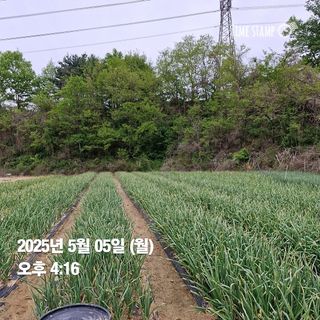 송석래님의 기타작물 · 영농일지 작성글 사진