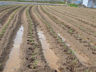 조원구(햇빛촌농장)님의 기타작물 · 영농일지 작성글 사진