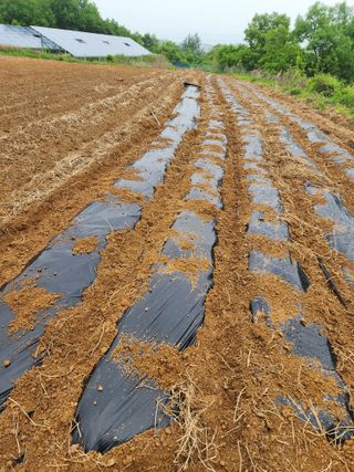 박병한님의 참깨 · 영농일지 작성글 사진