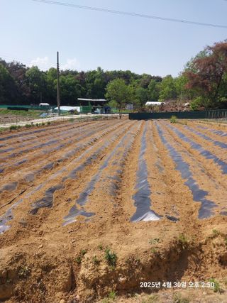 성주 농업인님의 참깨 · 영농일지 작성글 사진