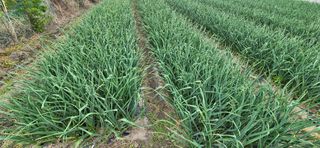 박산하님의 마늘 · 영농일지 작성글 사진