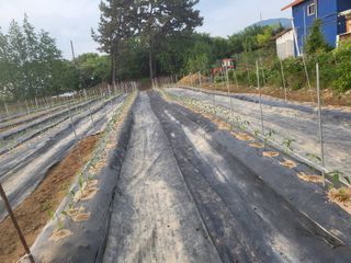 하태묵님의 기타작물 · 영농일지 작성글 사진