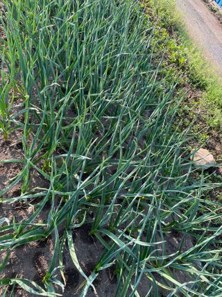 송용식 안정수님의 마늘 · 영농일지 작성글 사진