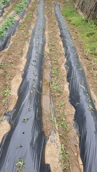 김재량 가을이야.님의 고추 · 영농일지 작성글 사진