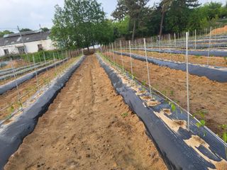 하태묵님의 기타작물 · 영농일지 작성글 사진