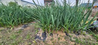 박산하님의 마늘 · 영농일지 작성글 사진