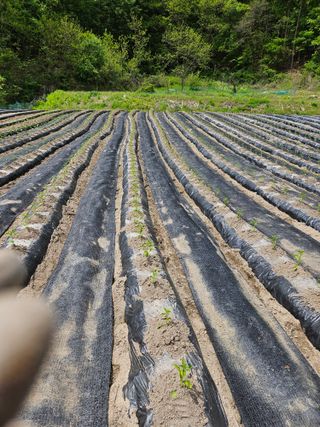 조우상님의 고추 · 영농일지 작성글 사진