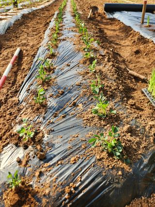 벽창호(죽동농부)님의 고추 · 영농일지 작성글 사진