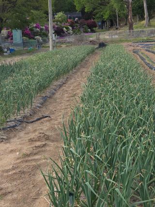 조원구(햇빛촌농장)님의 기타작물 · 영농일지 작성글 사진