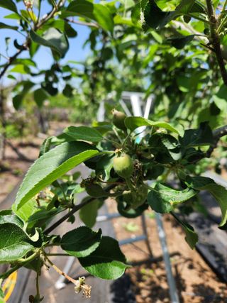 알 수 없음님의 사과 · 영농일지 작성글 사진