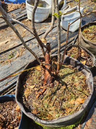 벽창호(죽동농부)님의 블루베리 · 영농일지 작성글 사진