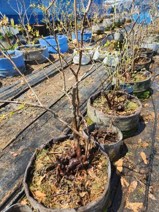 벽창호(죽동농부)님의 블루베리 · 영농일지 작성글 사진