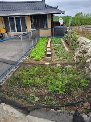 헤라여신^^♡님의 자두 · 영농일지 작성글 사진