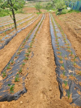 벽창호(죽동농부)님의 고추 · 영농일지 작성글 사진