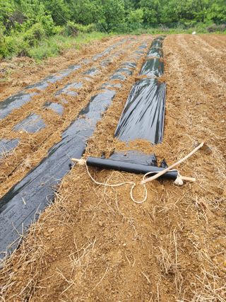 박병한님의 참깨 · 영농일지 작성글 사진