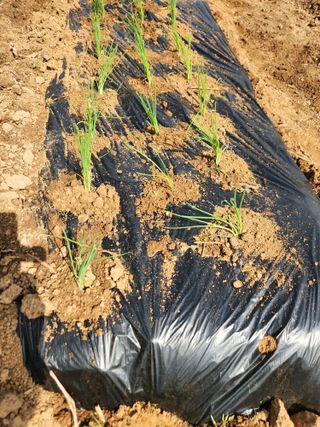 벽창호(죽동농부)님의 고추 · 영농일지 작성글 사진