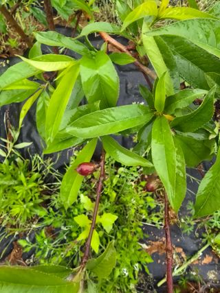 소병기 정직한농장님의 양파 · 영농일지 작성글 사진