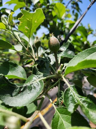 알 수 없음님의 사과 · 영농일지 작성글 사진