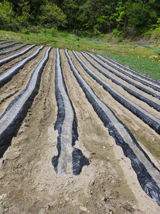 조우상님의 고추 · 영농일지 작성글 사진