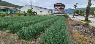 박산하님의 마늘 · 영농일지 작성글 사진