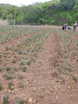 팜모닝 기타작물·영농일지 게시글 이미지