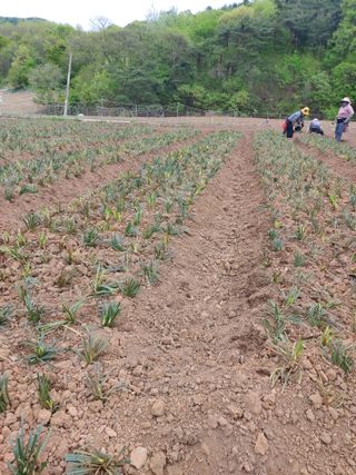 유영운님의 기타작물 · 영농일지 작성글 사진