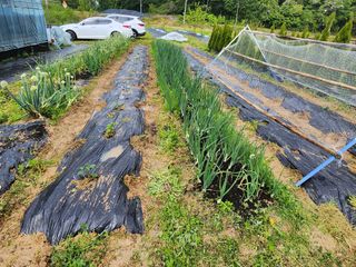 김진영님님의 기타작물 · 영농일지 작성글 사진