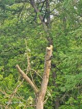 팜모닝 고구마·영농일지 게시글 이미지