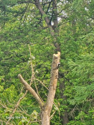 청계닭님의 고구마 · 영농일지 작성글 사진