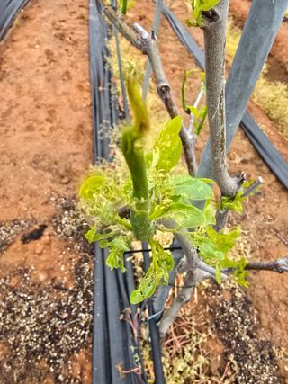 소병기 정직한농장님의 양파 · 영농일지 작성글 사진