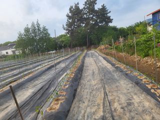 하태묵님의 기타작물 · 영농일지 작성글 사진