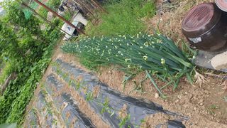 김재량 가을이야.님의 고추 · 영농일지 작성글 사진