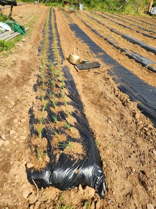 벽창호(죽동농부)님의 고추 · 영농일지 작성글 사진