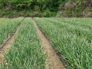 송석래님의 기타작물 · 영농일지 작성글 사진
