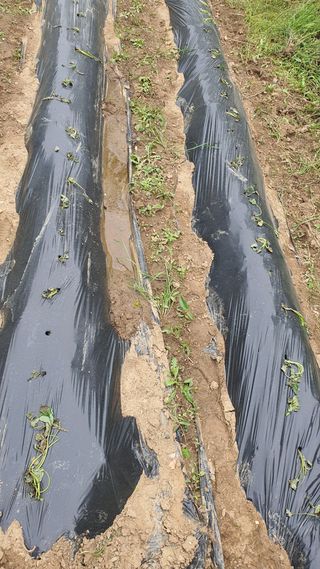 김재량 가을이야.님의 고추 · 영농일지 작성글 사진