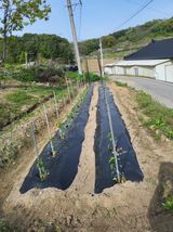 팜모닝 기타작물·영농일지 게시글 이미지