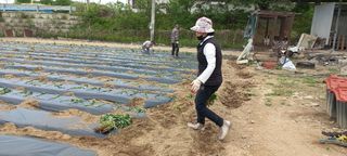 황정희님의 고구마 · 영농일지 작성글 사진