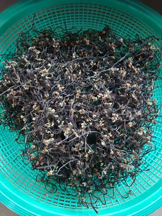 두릅나무17730님의 기타작물 · 영농일지 작성글 사진