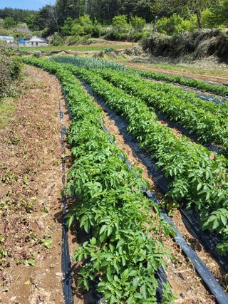 성훈농장님의 포도 · 영농일지 작성글 사진