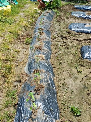 금돌비학님의 고추 · 영농일지 작성글 사진