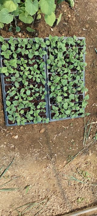 참깨 농원님의 기타작물 · 영농일지 작성글 사진