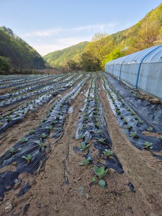 왕자농원님의 양배추 · 영농일지 작성글 사진