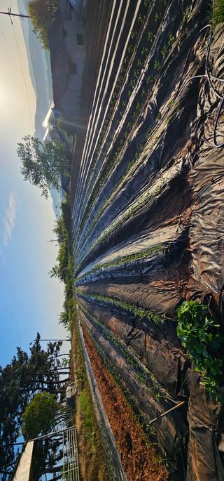 설장구님의 고추 · 영농일지 작성글 사진