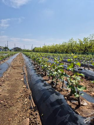 우리농원님의 사과 · 영농일지 작성글 사진
