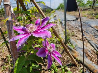 꿀복이농장님의 복숭아 · 자유게시판 작성글 사진