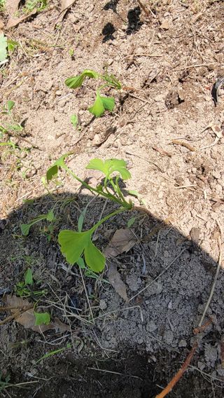 서초농원님의 기타작물 · 영농일지 작성글 사진