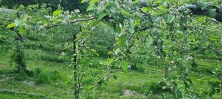 김은희님의 사과 · 영농일지 작성글 사진